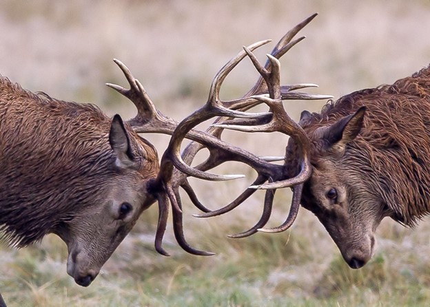 A Pastoral Cry From Habakkuk For This Generation: 'How Long, O Lord'