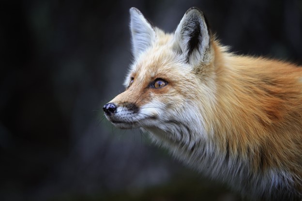 Putting on the Armour of Christ in a Deceptive Age